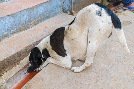 Indian street or stray dog drinking from dirty water on the street of Jodhpur in Rajasthan in India