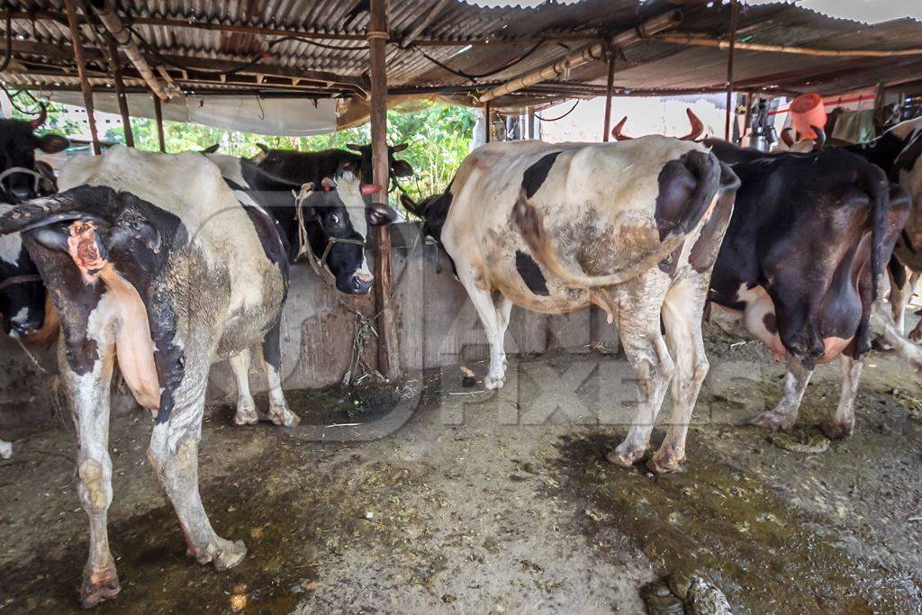 Dairy cows in a dirty stall in an urban dairy