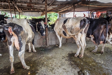 Dairy cows in a dirty stall in an urban dairy