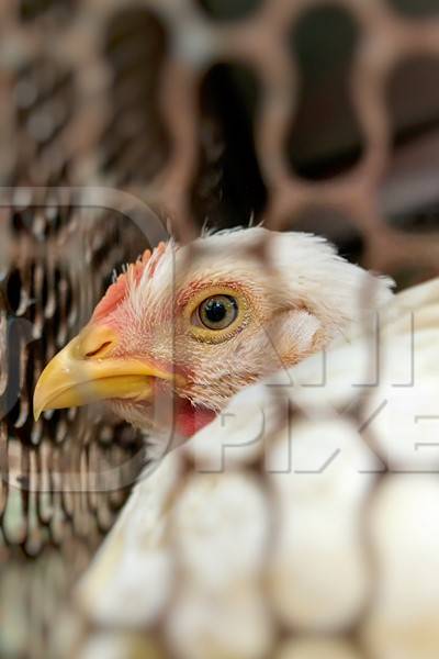 Broiler chickens packed into a cage at a chicken shop