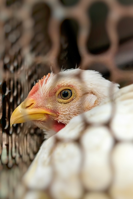 Broiler chickens packed into a cage at a chicken shop