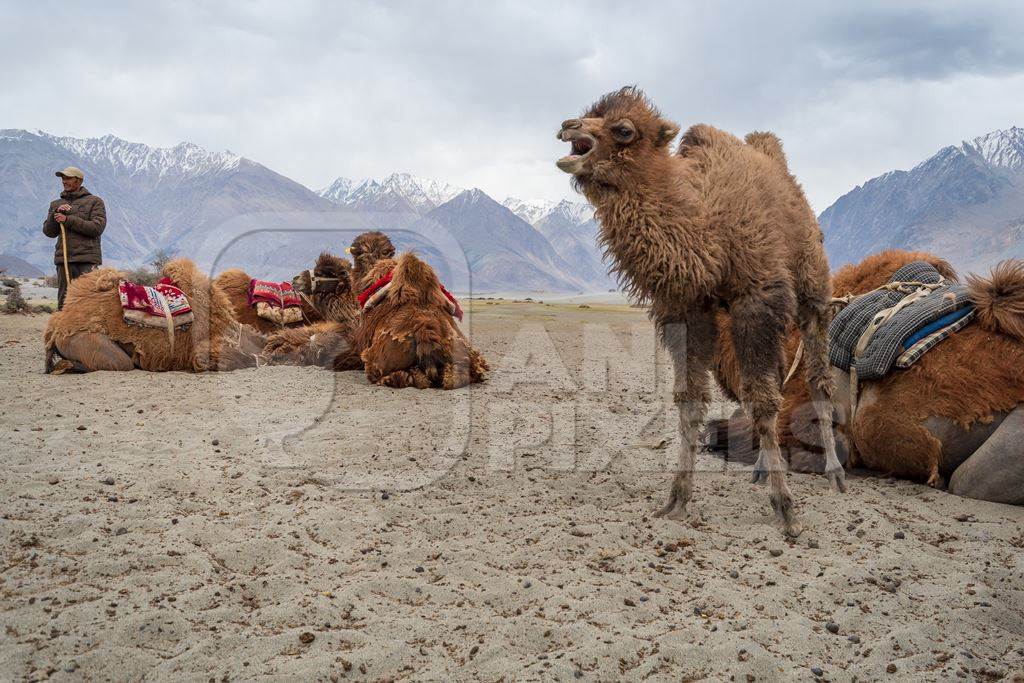 Baby bactrian camel and in the background camels harnessed ready for tourist animal rides at Pangong Lake in Ladakh