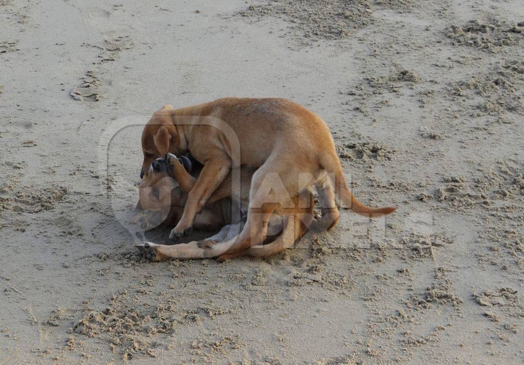 Two brown puppies playing on sandy beach