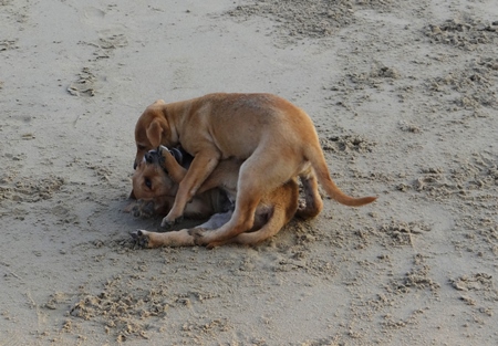 Two brown puppies playing on sandy beach