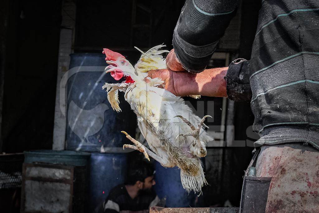 Slaughterhouse workers pull feathers out of dying chickens after cutting their throats at Ghazipur murga mandi, Ghazipur, Delhi, India, 2022