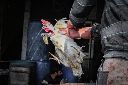 Slaughterhouse workers pull feathers out of dying chickens after cutting their throats at Ghazipur murga mandi, Ghazipur, Delhi, India, 2022