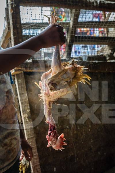 De-feathered chicken removed from boiling water and held upside down at a chicken market in Kohima in Nagaland, India, 2018