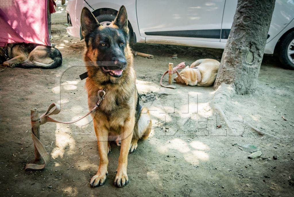 Pedigree dogs tied to posts and on show in a tent at Sonepur mela in Bihar, India