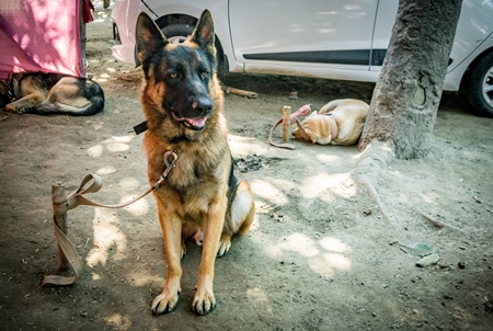 Pedigree dogs tied to posts and on show in a tent at Sonepur mela in Bihar, India