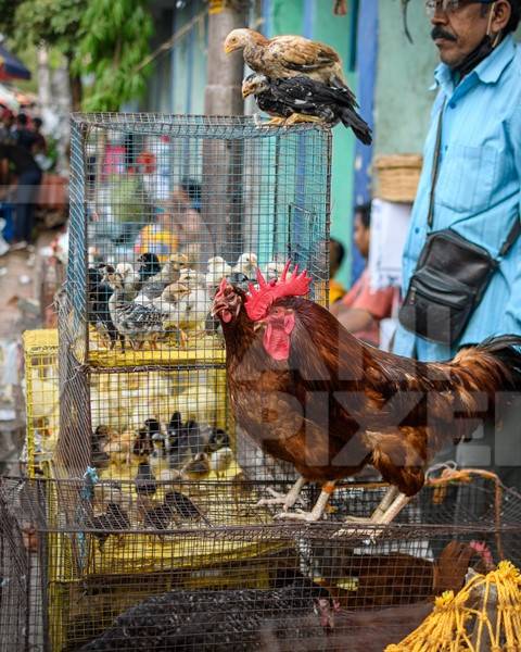 Chickens and poultry on sale at Galiff Street pet market, Kolkata, India, 2022