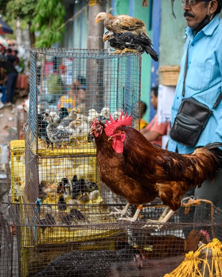 Chickens and poultry on sale at Galiff Street pet market, Kolkata, India, 2022