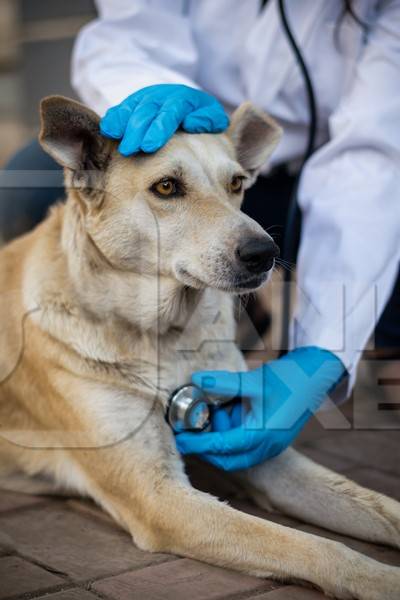 Veterinarian treating a street dog on the street in a city