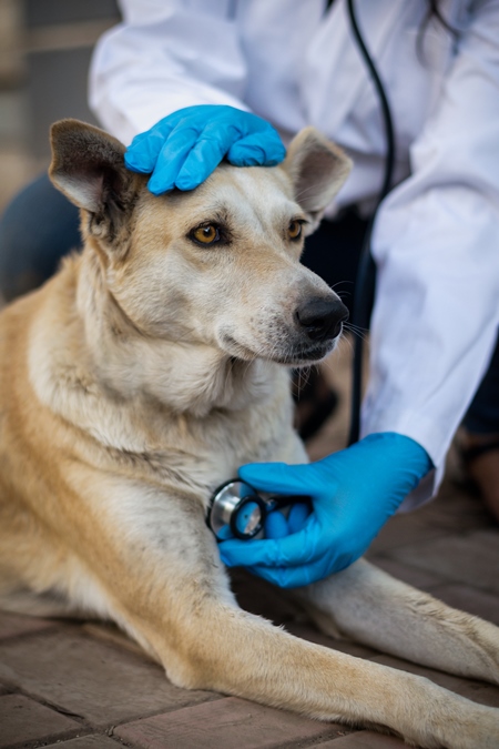 Veterinarian treating a street dog on the street in a city