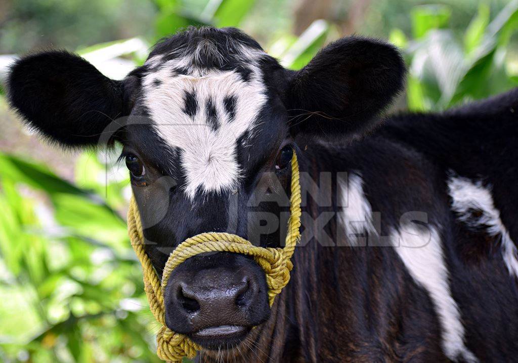 Black and white dairy calf tied with rope