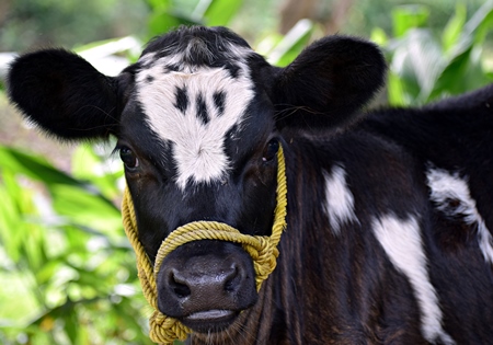 Black and white dairy calf tied with rope