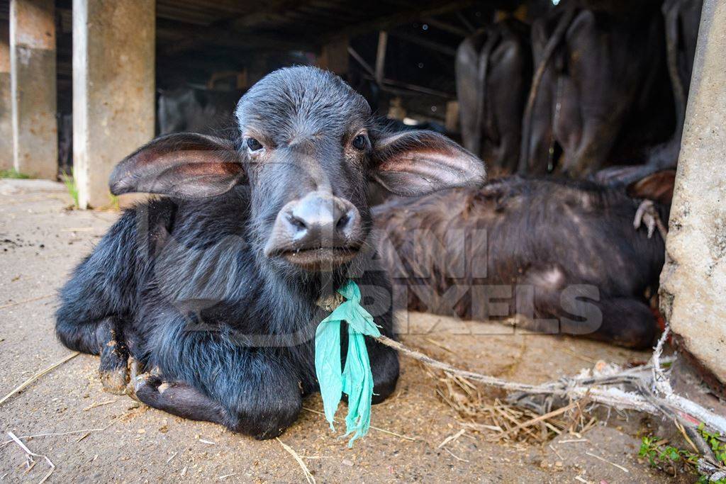 Farmed Indian buffalo calf tied up away from the mother, with a line of chained female buffaloes in the background on an urban dairy farm or tabela, Aarey milk colony, Mumbai, India, 2023