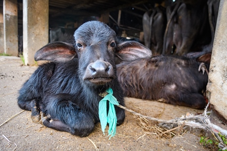 Farmed Indian buffalo calf tied up away from the mother, with a line of chained female buffaloes in the background on an urban dairy farm or tabela, Aarey milk colony, Mumbai, India, 2023