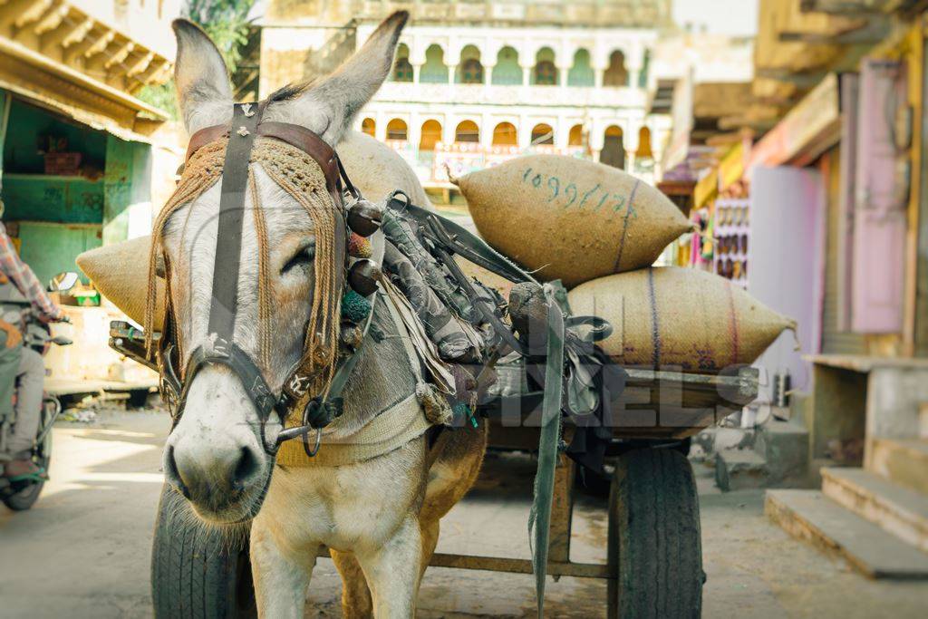 Working donkey with harness in rural village in Rajasthan