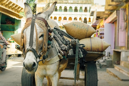 Working donkey with harness in rural village in Rajasthan