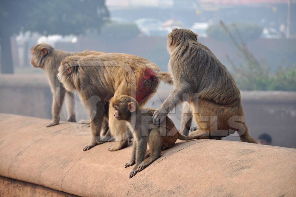Family of macaque monkeys sitting on wall