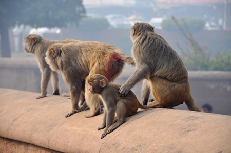 Family of macaque monkeys sitting on wall