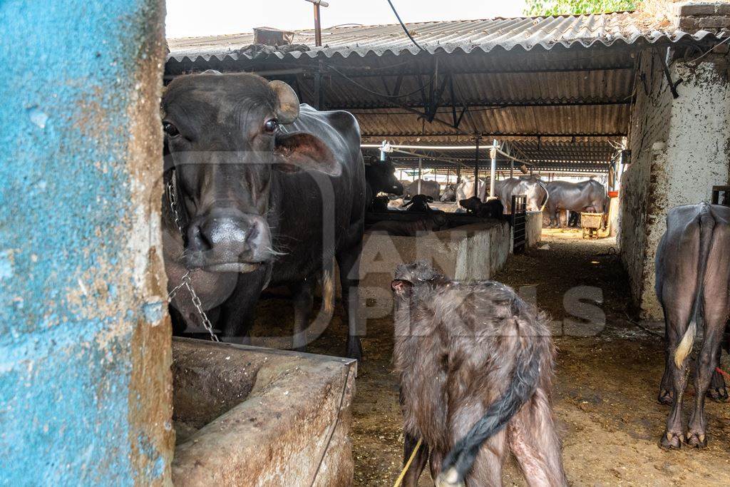 Mother and calf buffaloes in a very dark and dirty buffalo shed at an urban dairy in a city in Maharashtra