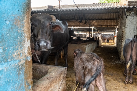 Mother and calf buffaloes in a very dark and dirty buffalo shed at an urban dairy in a city in Maharashtra