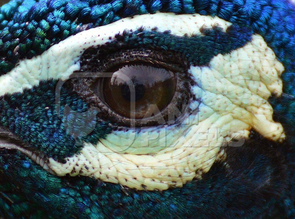 Close up of eye of peacock