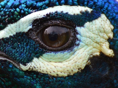 Close up of eye of peacock