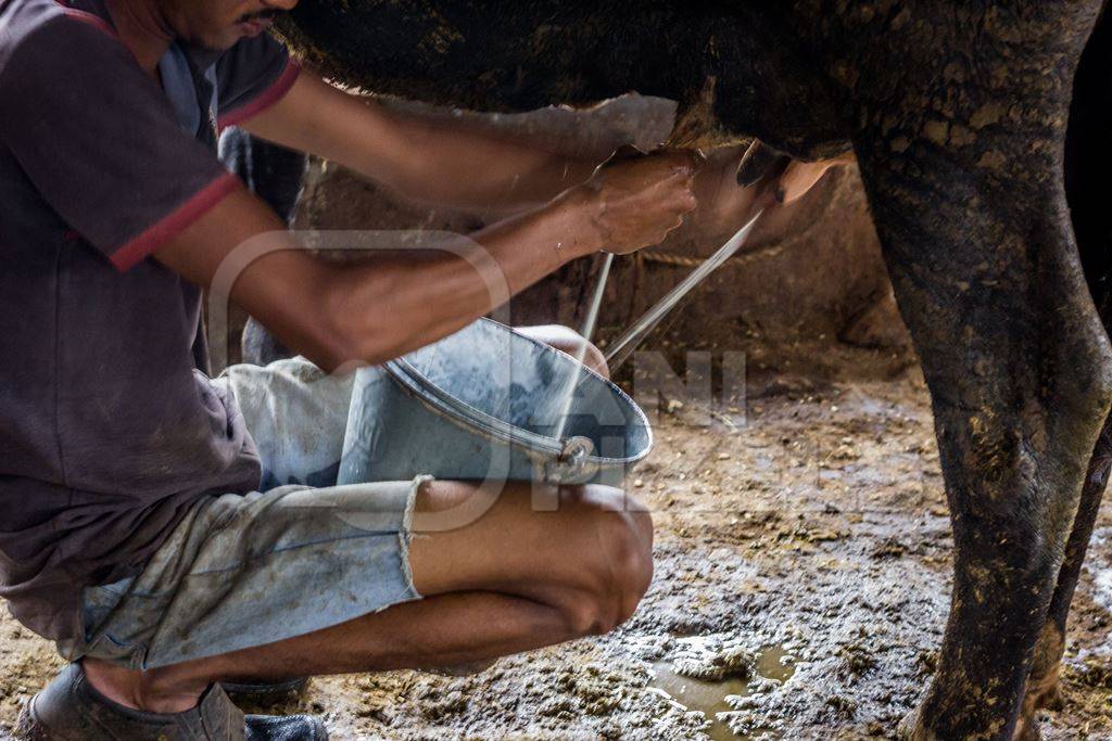 Man milking a dairy cow in a bucket in a dirty shed in an urban dairy in Maharashtra