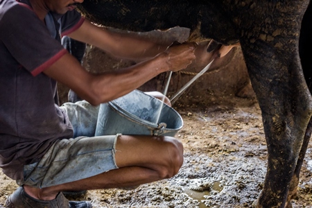 Man milking a dairy cow in a bucket in a dirty shed in an urban dairy in Maharashtra