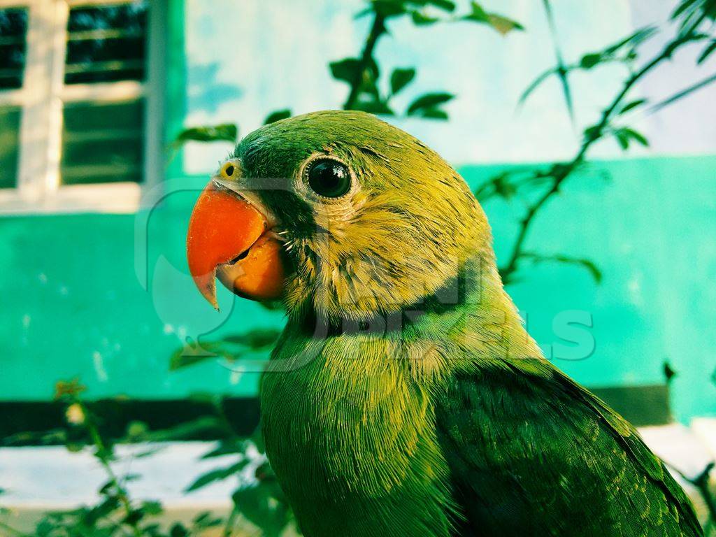 Green parakeet in front of green house