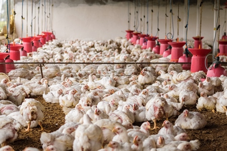 White broiler chickens raised for meat on a large poultry broiler farm in Maharashtra in India