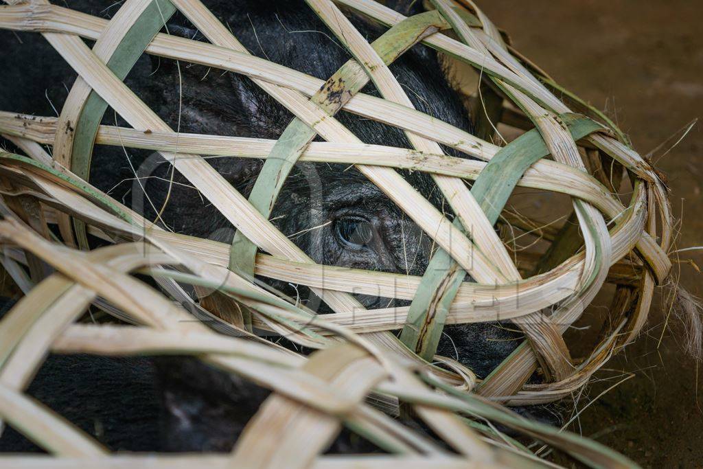 Pigs for sale in woven bamboo baskets in the rural town of Mon