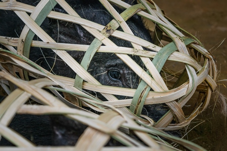 Pigs for sale in woven bamboo baskets in the rural town of Mon