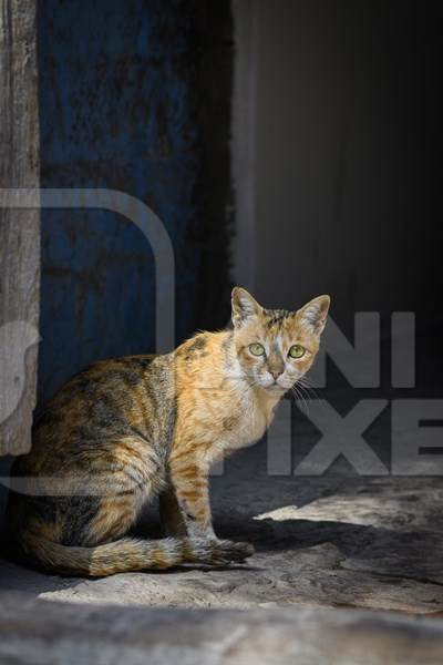 Indian street cat or stray cat in the urban city of Jodhpur, India, 2022