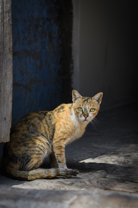 Indian street cat or stray cat in the urban city of Jodhpur, India, 2022