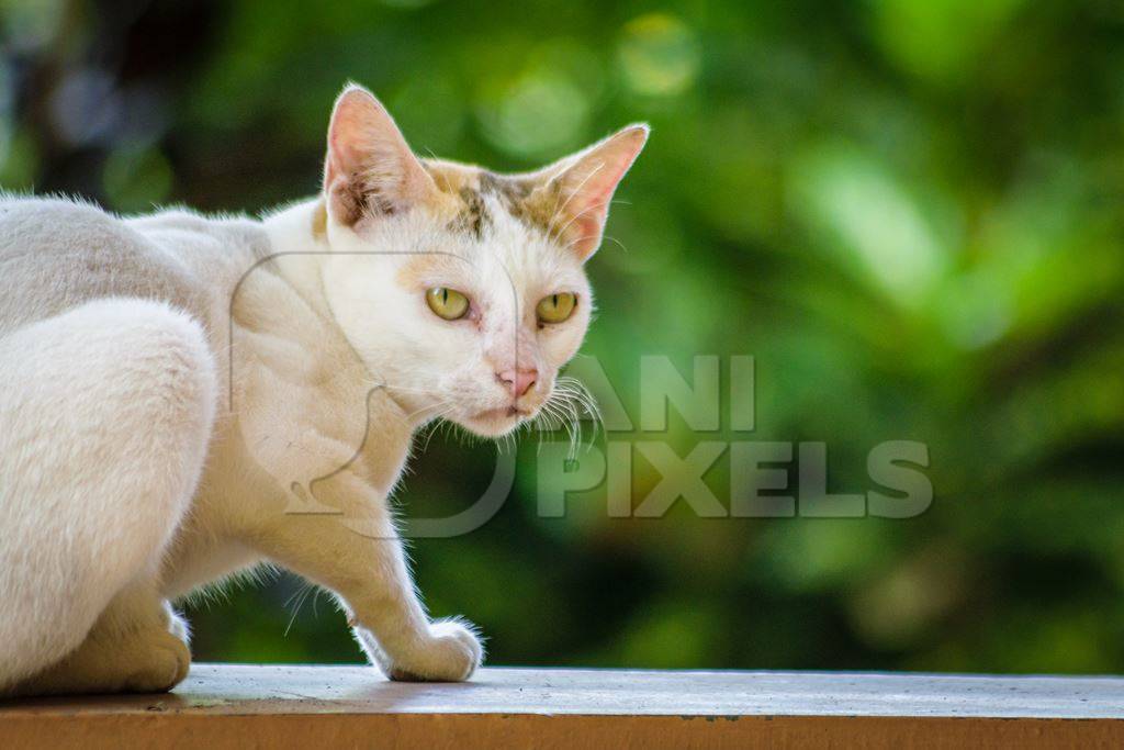 Cat sitting on wall with green plants in the background in Kerala