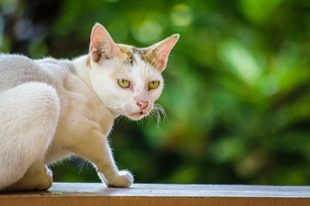 Cat sitting on wall with green plants in the background in Kerala