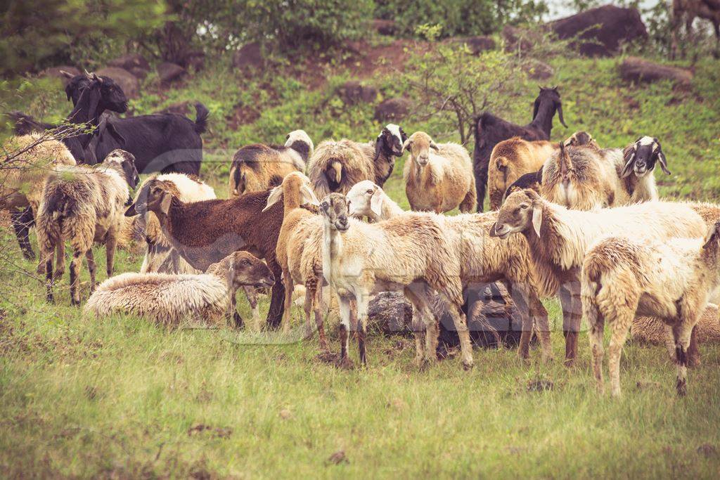 Herd of sheep in a field in rural countryside in Maharashtra in India