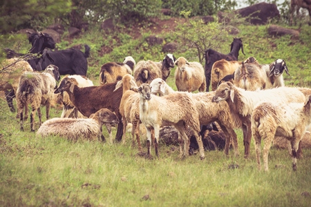 Herd of sheep in a field in rural countryside in Maharashtra in India