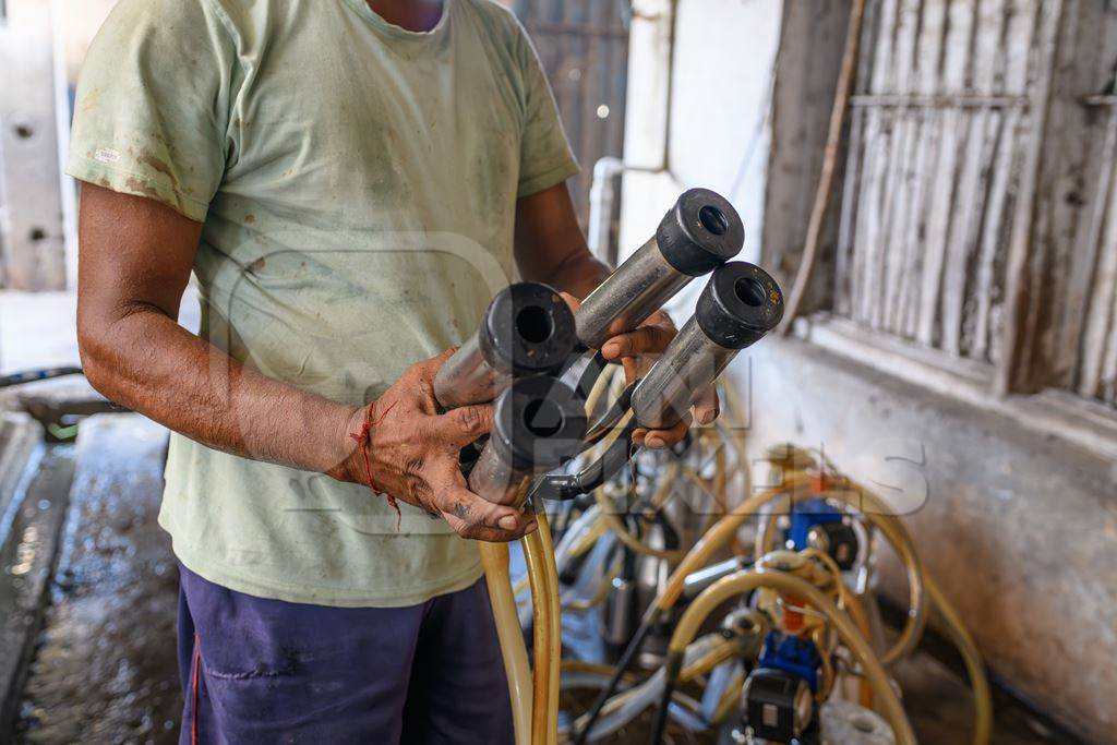 Worker holding milking machinery for Indian buffaloes on an urban dairy farm or tabela, Aarey milk colony, Mumbai, India, 2023