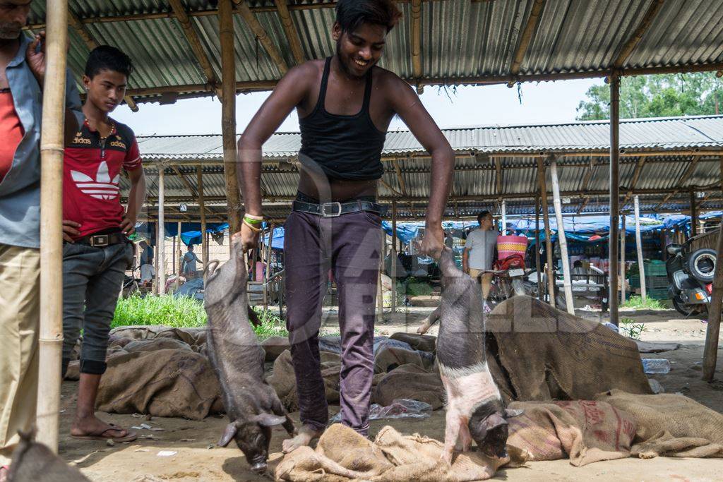 People holding pigs for sale for meat at the weekly animal market