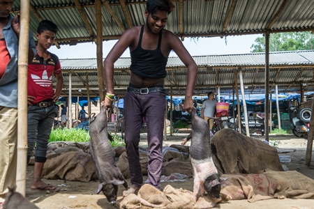 People holding pigs for sale for meat at the weekly animal market