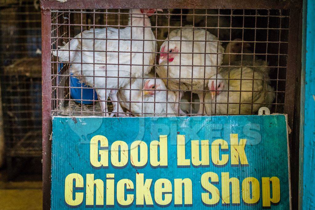 Broiler chickens packed into a cage at a chicken shop