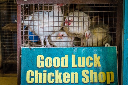 Broiler chickens packed into a cage at a chicken shop