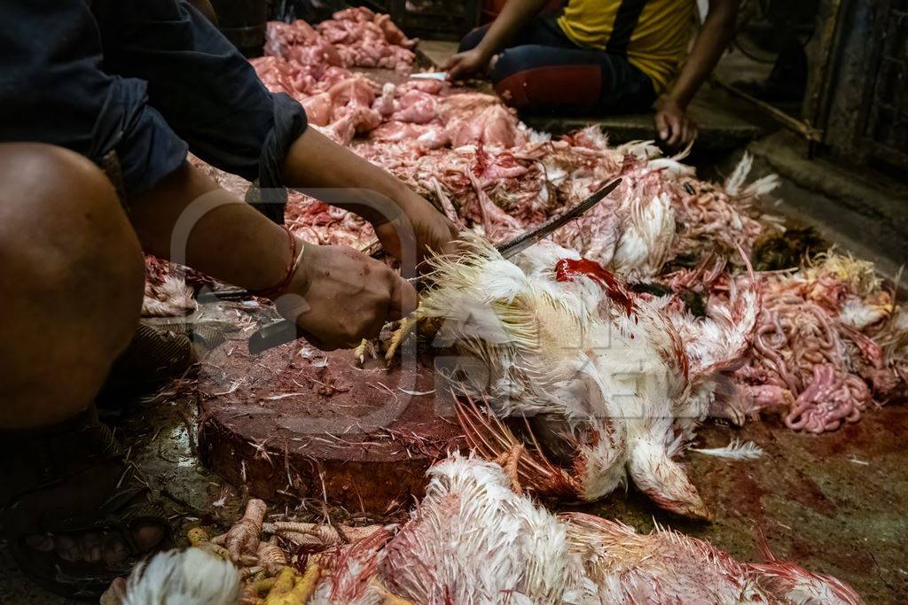 Slaughter workers killing chickens by cutting their throats with knives, at the chicken meat market inside New Market, Kolkata, India, 2022