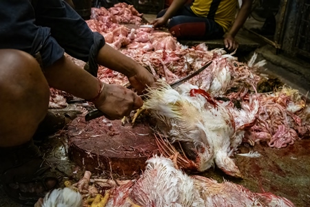 Slaughter workers killing chickens by cutting their throats with knives, at the chicken meat market inside New Market, Kolkata, India, 2022