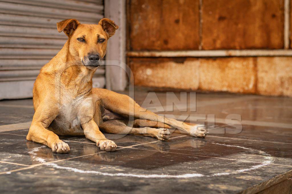 Indian stray or street dog or Indian pariah dog  in urban city in Maharashtra, India, 2021