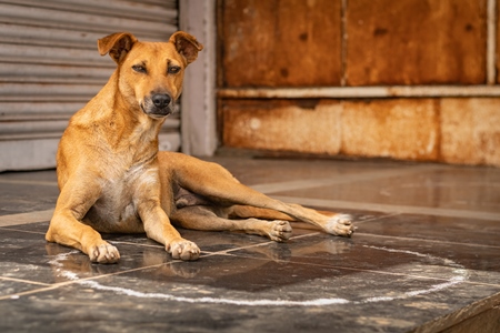 Indian stray or street dog or Indian pariah dog  in urban city in Maharashtra, India, 2021